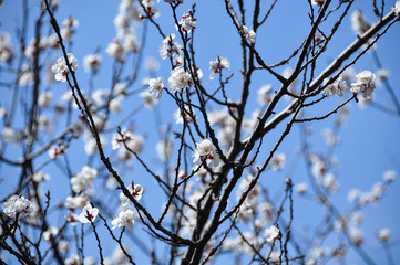 Sakura in spring in Beijing