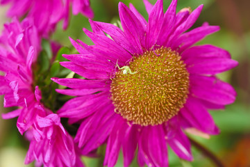 Obraz premium Beautiful purple Asters blooming in the garden