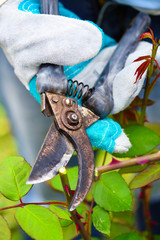 Autumn pruning roses in the garden, close-up gardener's hands with secateurs