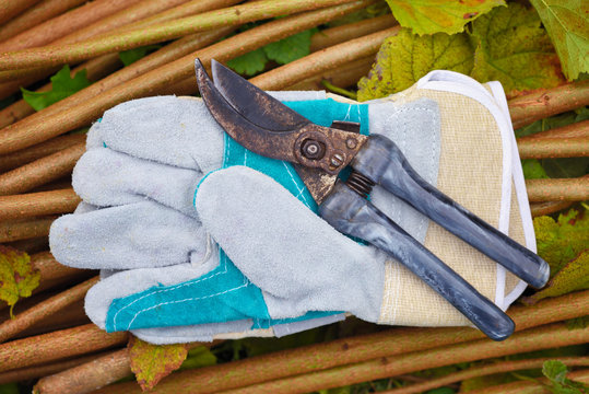 Garden gloves with old garden secateur for working in the garden