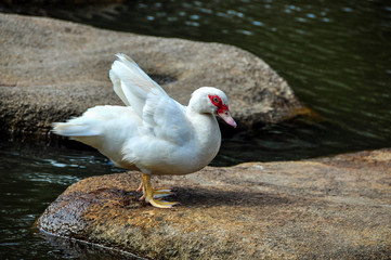 Duck with red eyes in the park on Hainan island