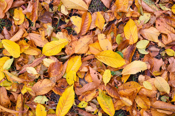 Natural background of fallen leaves. Outdoor. Autumn leaves on the ground