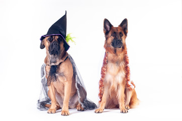 Two dogs on white background in costumes