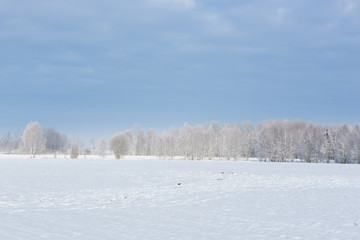 winter forest landscape with snow