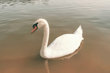white swan closeup on smooth water background