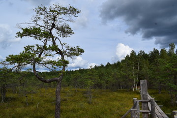 Fototapeta na wymiar Bog in the landscape of Kemeri National Park, in autumn, selective focus. Latvia