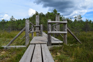 wooden flooring bridge of planks in a swamp in a forest in a park in Latvia. Kemeri National Park.