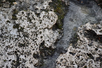 the surface of the stone overgrown with green moss