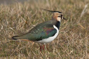 Lapwing, Vanellus vanellus