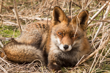Red Fox, Vulpes vulpes