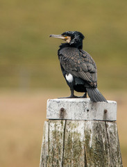 Cormorant, Phalacrocorax carbo