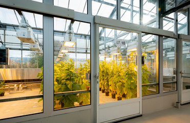 offenes klimatisiertes Gewächshaus mit Kammern zur Anzucht von Pflanzen und Schädlingen