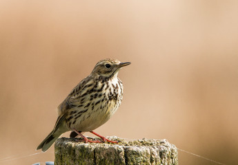 Meadow pipit, Anthus pratensis