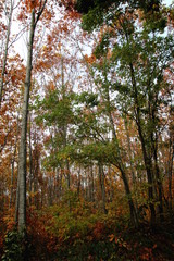 Forêt en automne