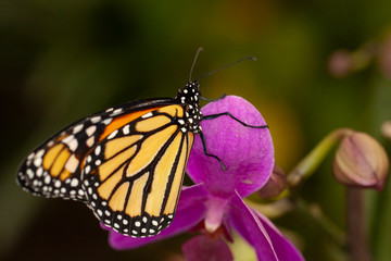 Butterfly, Lepidoptera