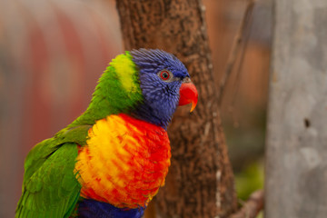 Lorikeet, Trichoglossus haematodus