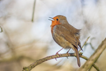 Red Robin singing