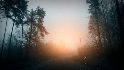 Fototapeta na wymiar The road in the dark, gloomy forest, magic in the forest, the light in the dark.