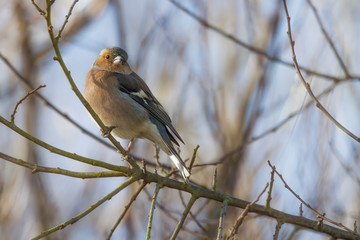 Chaffinch on branch