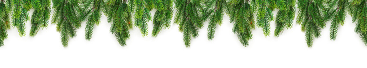 Christmas tree branches on white background as a border or template