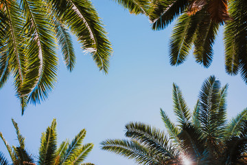 Palm trees background