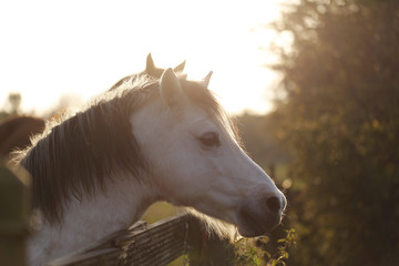 portrait of a horse