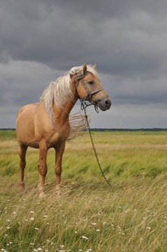   кінь в полі на фоне темного неба  32/5000 kinʹ v poli na fone temnoho neba horse in the field against the background of the dark sky