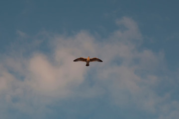 Seagull in Flight 