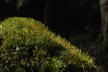 Moss covered tree limb seedlings and young plants. Rays of light reaching the fleece.