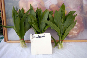 bärlauch