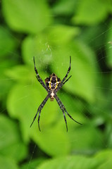 Tropical nicely colored with a spider on the network. Indonesia. Java.