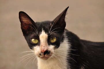 Fototapeta premium Portrait of a cat. Wild eyes and long whiskers.
