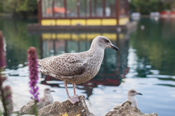 Herring Gulls