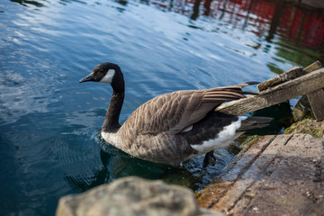Canada Goose