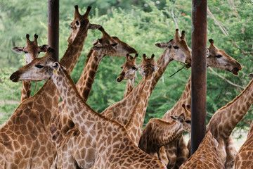 A group of giraffes in an outdoor zoo