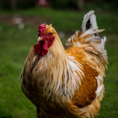 Rick the Rooster 