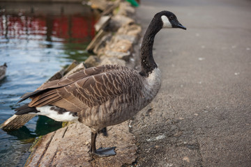 Fototapeta premium Canada Goose