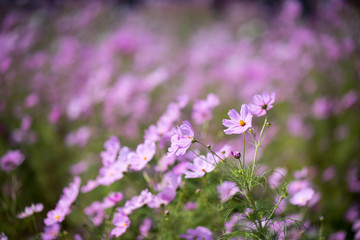 Obraz premium Cosmos