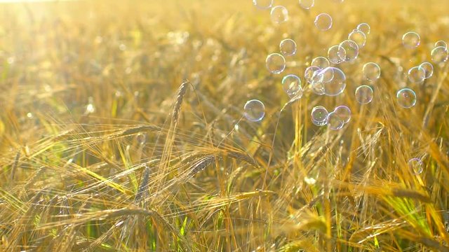Magical shining soap bubbles flying over golden ears wheat field. Sun, sunst, summer, summer time, summertime, Soap bubble, nature, having fun, countryside, outdoors slow-motion