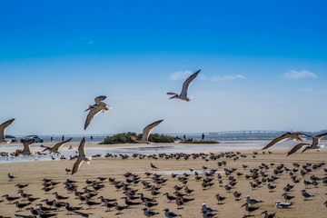 A flock of Black Skimmers flying around in South Padre Island, Texas