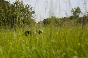Border Collie