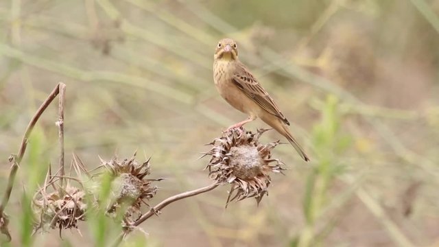 Ortolan bunting bird on a branch