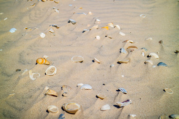 Beach with a lot of seashells on seashore in South Padre Island, Texas