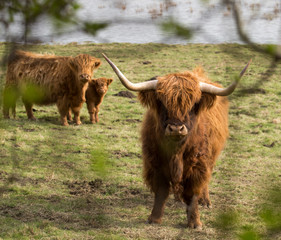 highland cow with horns on a background