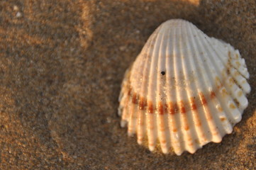 Shellfish, snails from the Mediterranean Sea on the beach in Italy.