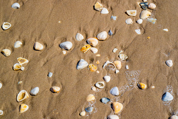 Fototapeta na wymiar Beach with a lot of seashells on seashore in South Padre Island, Texas