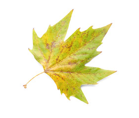 Color autumn leaf on white background