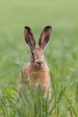 European brown hare (Lepus europaeus) © szczepank