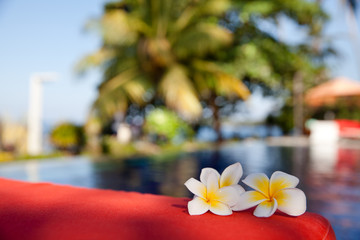 Frangipani flowers by the pool.