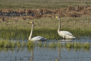 Obraz premium Mute Swan. Large white water bird. Floating on the lake